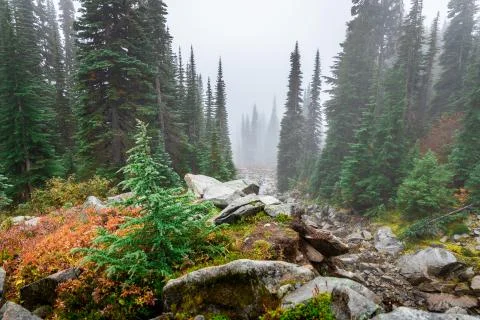 Pine trees and big rocks inside Mount Rainier covered by mist in winter. Stock Photos