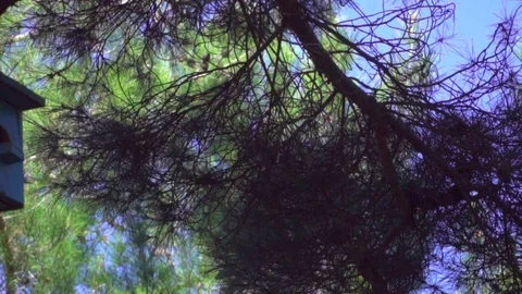Pine trees and bird house slider Video stock 109483355
