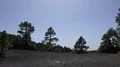 Pine trees and black sand on Route Volcanoes in La Palma - Spain 4k or 4k+ Resolution