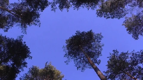 Pine Trees and blue Sky Stock Footage 102757788