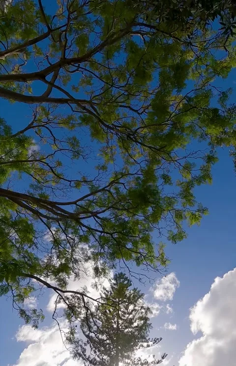 Pine Trees and Blue Sky with Passing Clouds – Australia Stock Footage 311585624