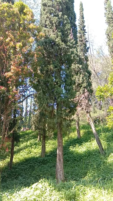 Pine trees and blue sky Stock Footage 332599850