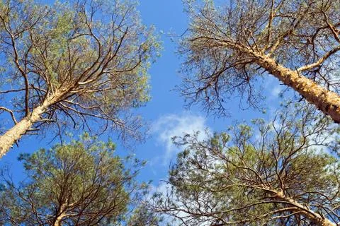 Pine trees and blue sky Stock Photos