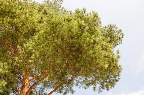 Pine trees and a blue sky in the background Foto stock