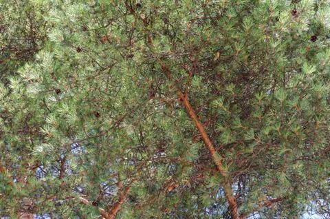 Pine trees and a blue sky in the background Stock Photos
