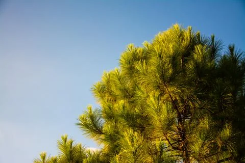 Pine trees and blue sky Stock Photos