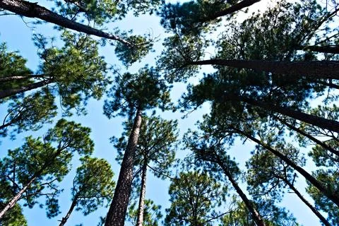 Pine Trees and Blue Sky Stock Photos