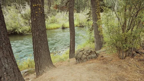 Pine trees and boulder along a flowing river in California Stock-Footage 348048219