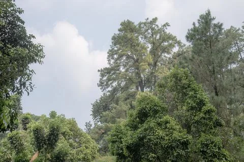 Pine Trees and Bright Sky in Park Stock Photos