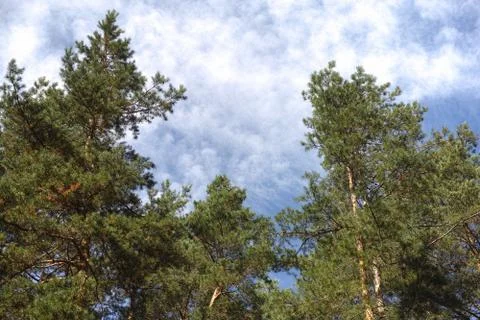 Pine trees and clouds Stock Photos