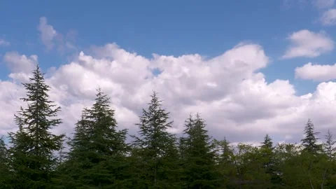 Pine Trees And Cloudy Blue Sky Stock Footage 333035302