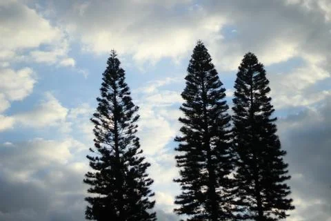 Pine Trees and a Cloudy Sky 2 Stock Photos