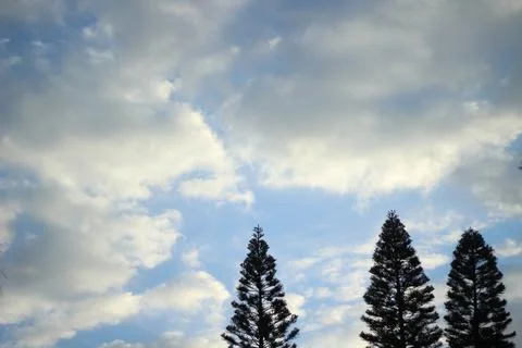 Pine Trees and a Cloudy Sky Stock Photos