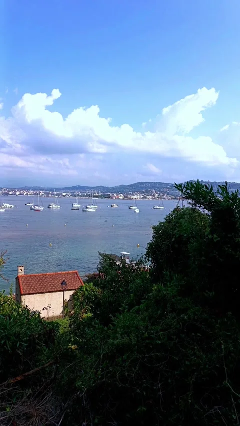 Pine Trees and Coastal Sea Horizon at Ile Sainte-Marguerite 스톡 동영상 344441210