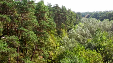 Pine trees and deciduous forest. The wind rocking tops of trees in woodland.  Stock Footage 141981555