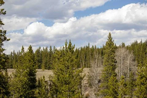 Pine Trees and Dried Grass with White Clouds Stock Photos