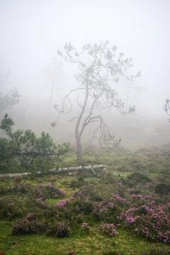 Pine trees and fallen trunks on the heath in the fog Stock-Fotos