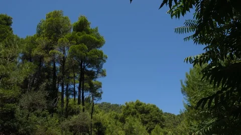 Pine trees and foliage in Evia, Greece 库存影片 116829862