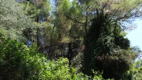 Pine trees and foliage in Evia, Greece 库存影片 116829966