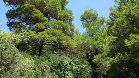 Pine trees and foliage moved by the wind in Evia, Greece 库存影片 116829927