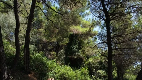 Pine trees and foliage moved by the wind in Evia, Greece 库存影片 116829999