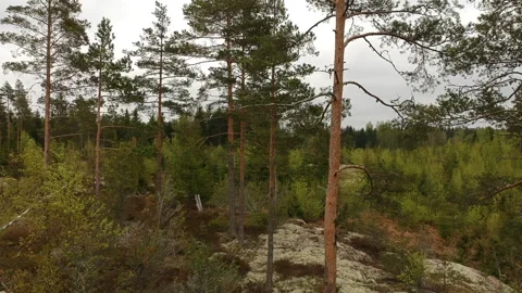 Pine trees and forest, drone shot with pedestal upward motion Stock Footage 168329864