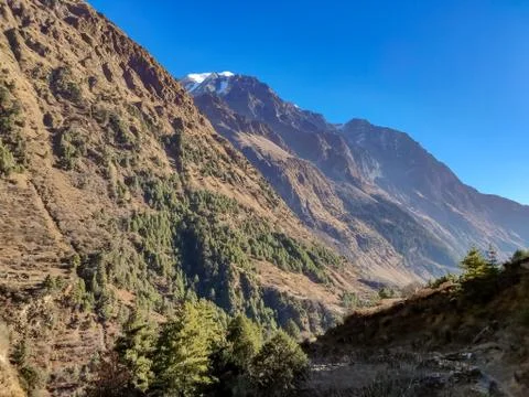 Pine trees and forest in the hilly region of Nepal Stock Photos