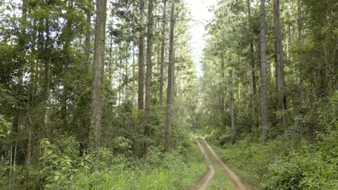 Pine trees and forestry trail Stock Footage 148187376