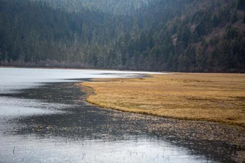 Pine trees and grass next to a lake in China Stock Photos