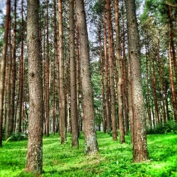 Pine trees and grass Stock Photos