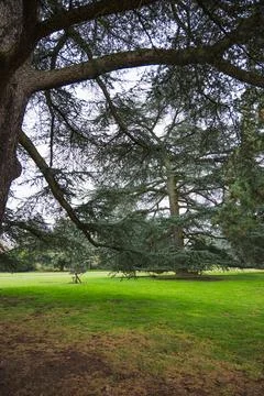 Pine trees and grass in a public park Foto stock