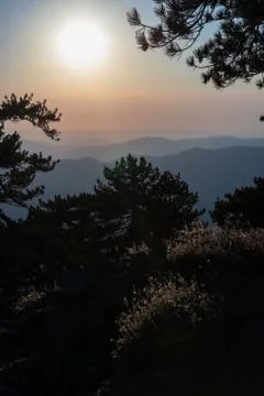 Pine trees and grasses on the background of the sunset sky in the mountains Stock Photos