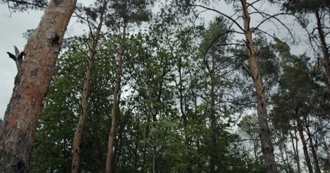 Pine trees and greenery in the forest. Stock Footage 139284649