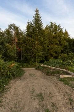 Pine trees and hiking path in the mountain Stock-Fotos