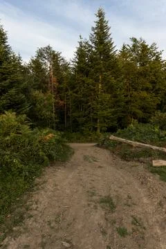 Pine trees and hiking path in the mountain Stock Photos
