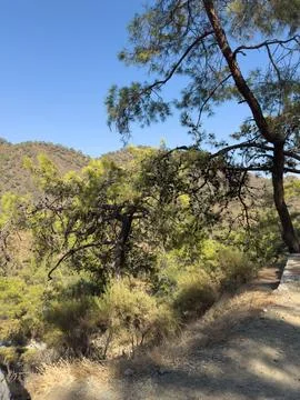 Pine trees and hilly landscape under blue sky 库存照片
