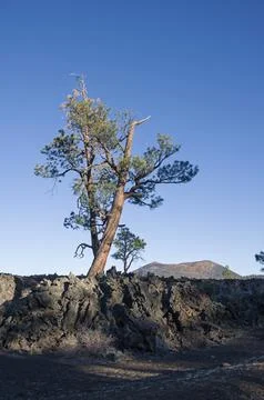 Pine Trees And Lava Flow Stock Photos