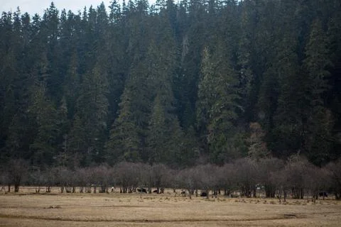 Pine trees and a meadow in winter in China Stock Photos