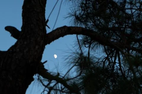 Pine trees and moon in the sky during blue hour Stock Photos
