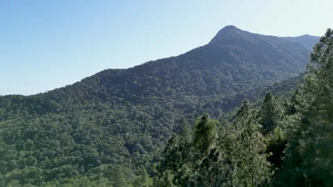 Pine Trees and Mountain Peak Framed Against Blue Sky – Ilhabela, Brazil Vidéo 334617696