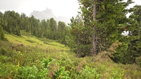 Pine trees and mountain in rainy day 스톡 동영상 98411158