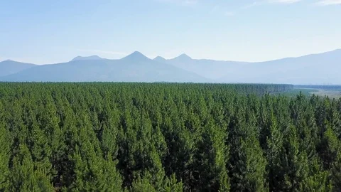 Pine trees and mountains sunny day Stock Footage 71611447