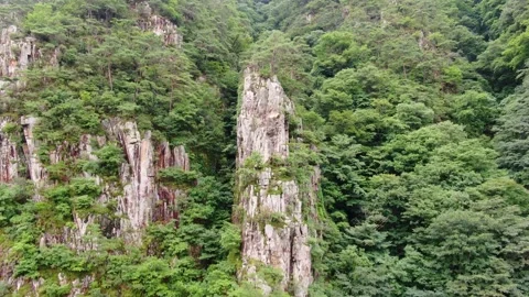 Pine trees and nature that sit proudly on the cliff of the Salt River, Korea_4 Stock Footage 280179325