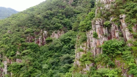 Pine trees and nature that sit proudly on the cliff of the Salt River,Korea_2 Stock Footage 280179350