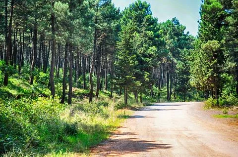 Pine trees and pathway at the Aydos Forest in Istanbul, Turkey Stock Photos