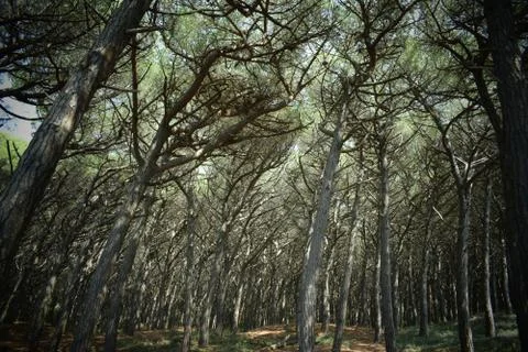 Pine trees and pinewood forest on the seaside, Beach and sea of Marina di Cec Stock-Fotos