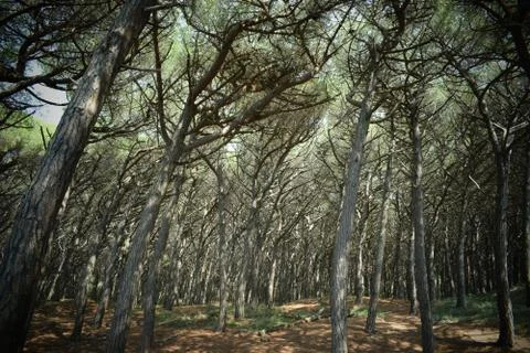Pine trees and pinewood forest on the seaside, Beach and sea of Marina di Cec Stock Photos
