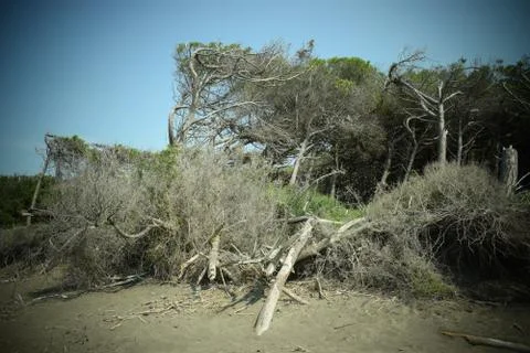 Pine trees and pinewood forest on the seaside, Beach and sea of Marina di Cec Stock-Fotos