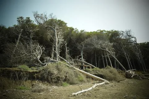 Pine trees and pinewood forest on the seaside, Beach and sea of Marina di Cec Stock Photos