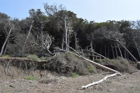 Pine trees and pinewood forest on the seaside, Beach and sea of Marina di Cec Stock Photos
